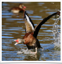 Black-Bellied Whistling Duck - Landing